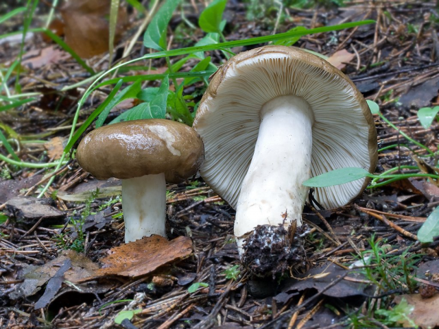 Мицелий Сыроежки родственной (Russula consobrina) Мицелий Сыроежки родственной (Russula consobrina)